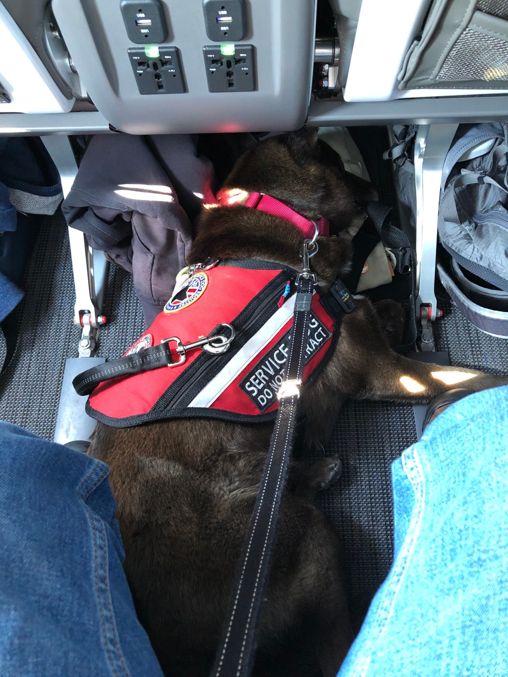 Service Animals, Part 2