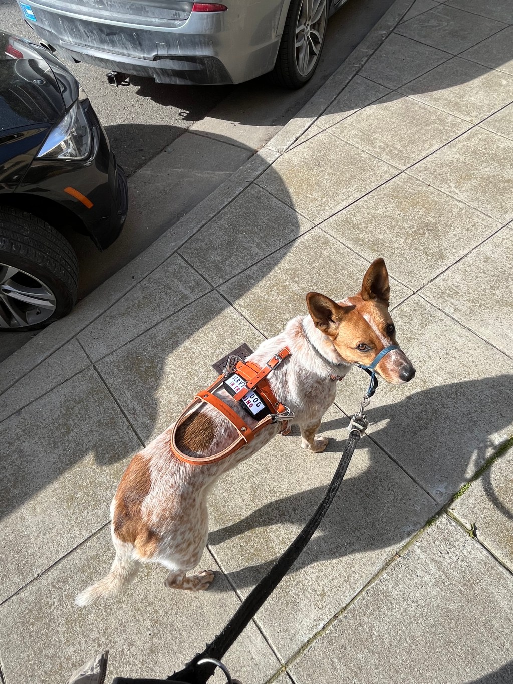 Service Animals, Part 3